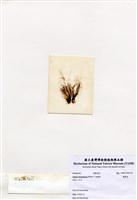 藏品(頭髮菜)的圖片